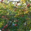 白井無農薬ふじりんごの写真のサムネイル4